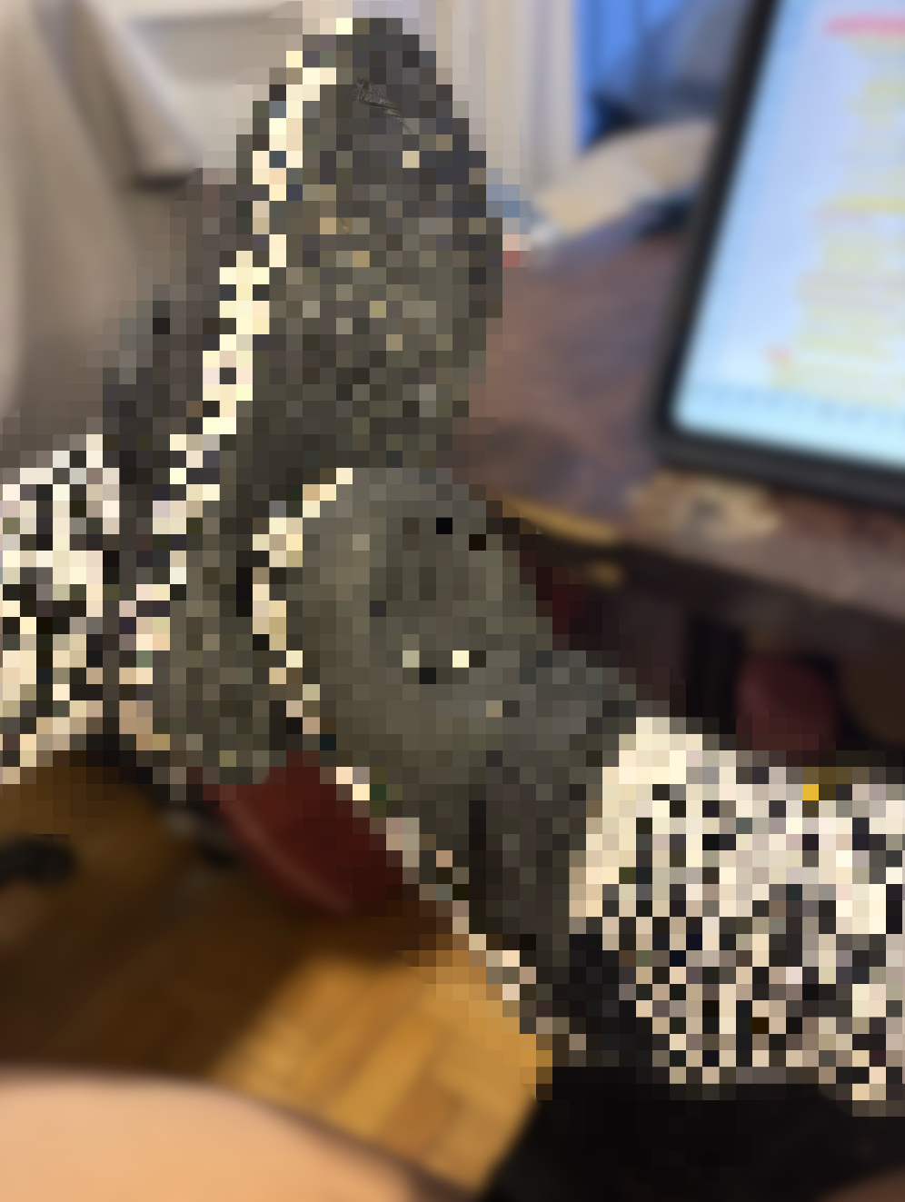 Worn Out Crocs And Socks